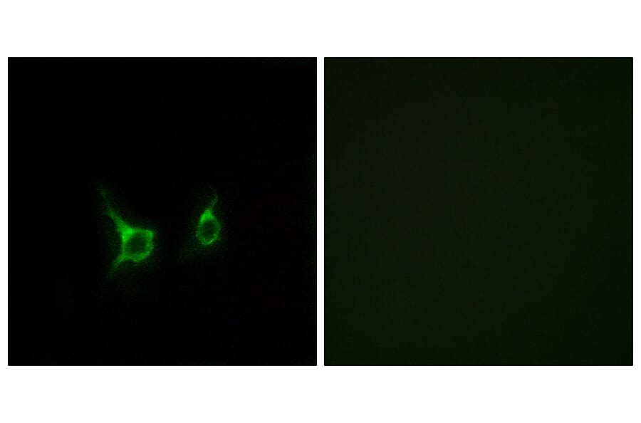 Immunofluorescence - Anti-FFAR2 Antibody (G249) - Antibodies.com