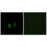 Immunofluorescence - Anti-FFAR2 Antibody (G249) - Antibodies.com