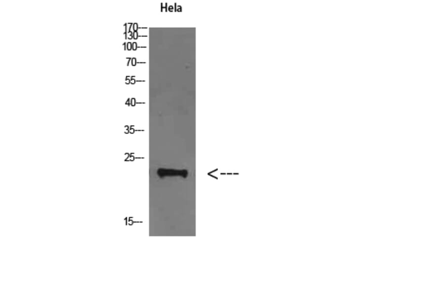 Western Blot - Anti-FAM3D Antibody (C30886) - Antibodies.com