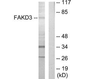 Western Blot - Anti-FAKD3 Antibody (C11055) - Antibodies.com