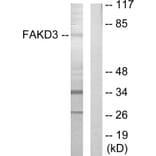 Western Blot - Anti-FAKD3 Antibody (C11055) - Antibodies.com