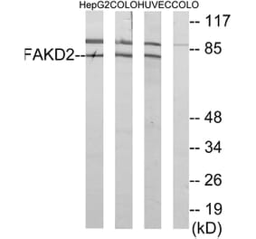 Western Blot - Anti-FAKD2 Antibody (C11785) - Antibodies.com