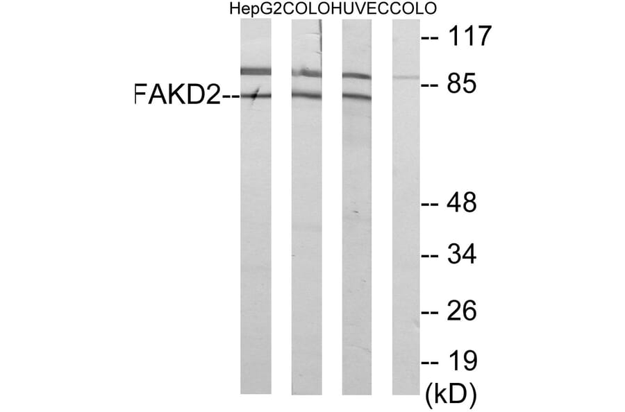 Western Blot - Anti-FAKD2 Antibody (C11785) - Antibodies.com