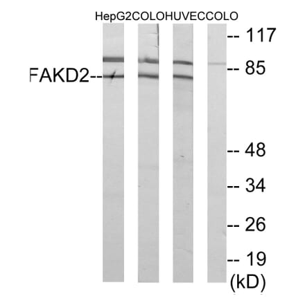 Western Blot - Anti-FAKD2 Antibody (C11785) - Antibodies.com