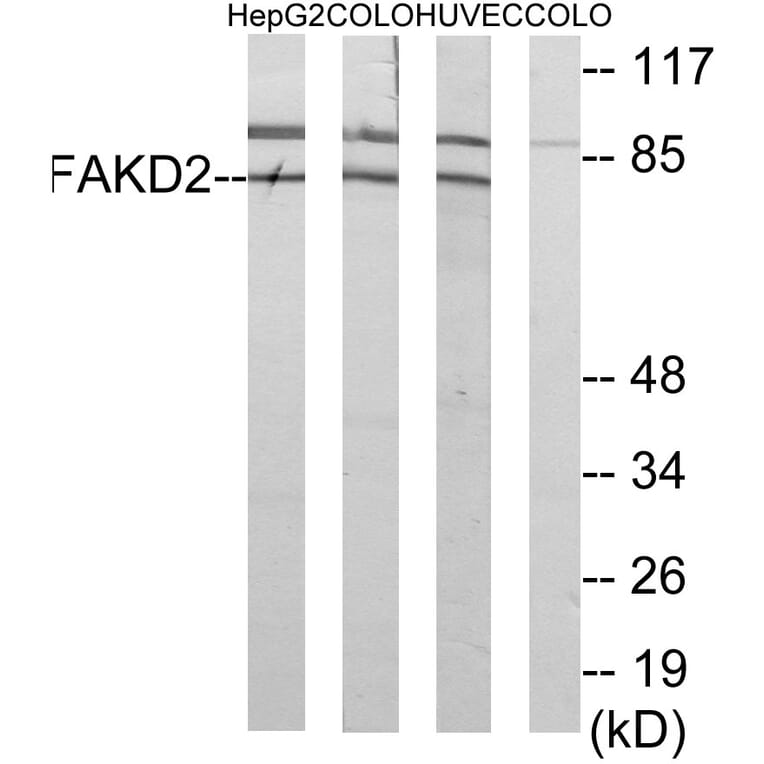 Western Blot - Anti-FAKD2 Antibody (C11785) - Antibodies.com
