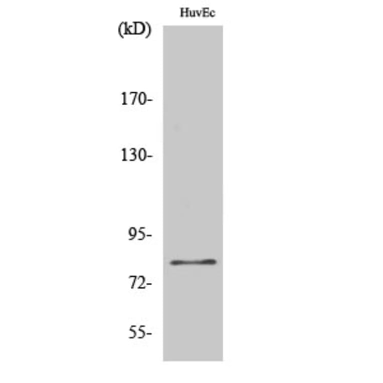 Western Blot - Anti-FAKD2 Antibody (C11785) - Antibodies.com