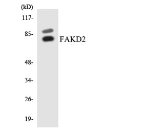 Western Blot - Anti-FAKD2 Antibody (R12-2764) - Antibodies.com