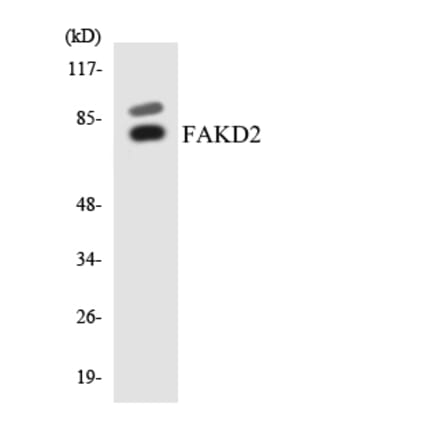 Western Blot - Anti-FAKD2 Antibody (R12-2764) - Antibodies.com