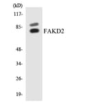 Western Blot - Anti-FAKD2 Antibody (R12-2764) - Antibodies.com