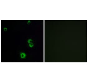 Immunofluorescence - Anti-F2RL2 Antibody (G719) - Antibodies.com