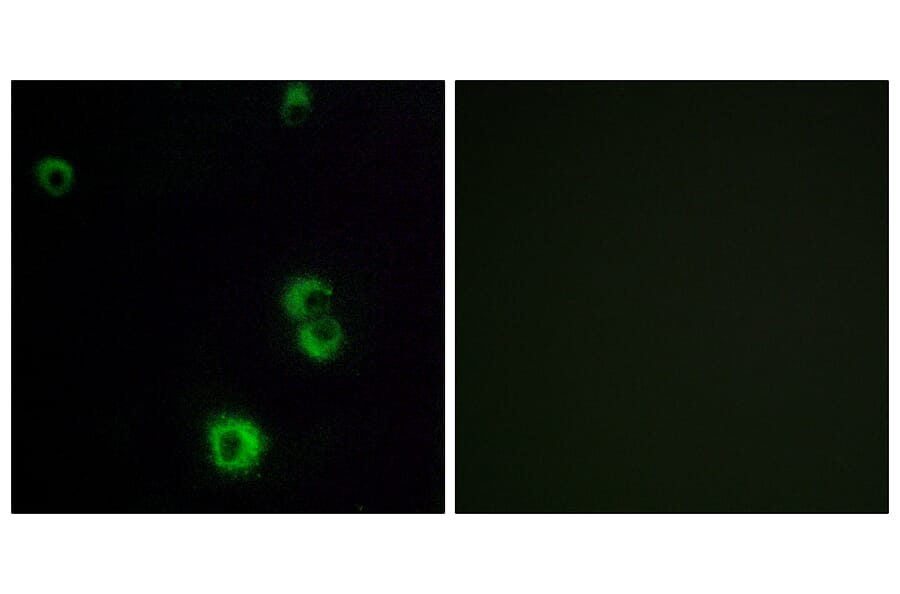 Immunofluorescence - Anti-F2RL2 Antibody (G719) - Antibodies.com