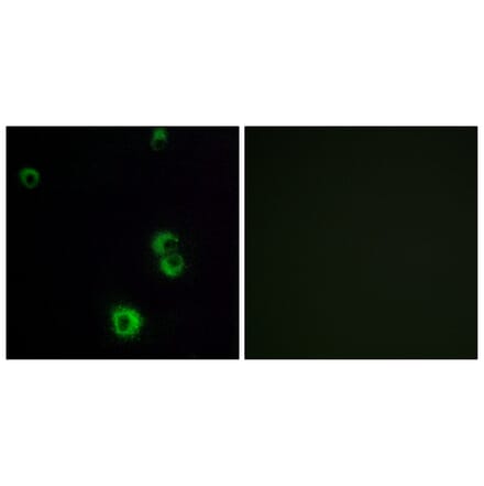 Immunofluorescence - Anti-F2RL2 Antibody (G719) - Antibodies.com