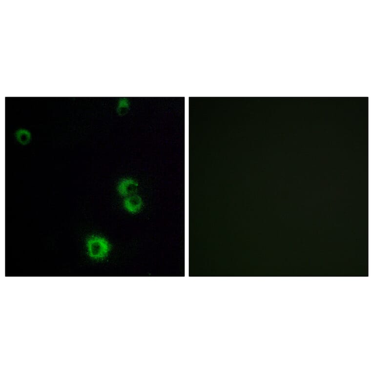 Immunofluorescence - Anti-F2RL2 Antibody (G719) - Antibodies.com