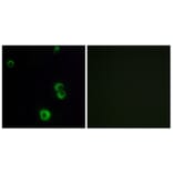 Immunofluorescence - Anti-F2RL2 Antibody (G719) - Antibodies.com