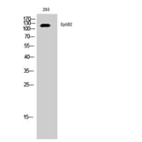 Western Blot - Anti-EPHB2 Antibody (C10510) - Antibodies.com