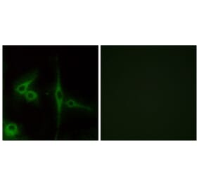 Immunofluorescence - Anti-ELTD1 Antibody (G100) - Antibodies.com