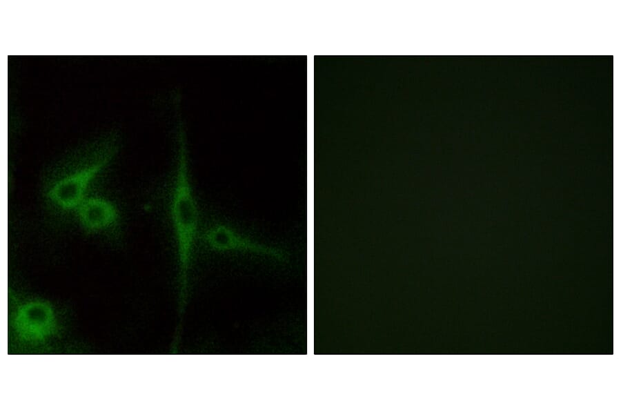 Immunofluorescence - Anti-ELTD1 Antibody (G100) - Antibodies.com