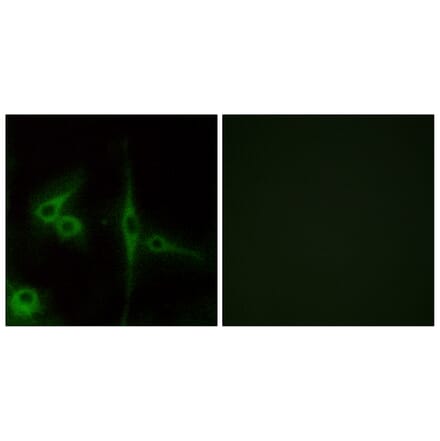 Immunofluorescence - Anti-ELTD1 Antibody (G100) - Antibodies.com
