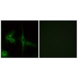 Immunofluorescence - Anti-ELTD1 Antibody (G100) - Antibodies.com