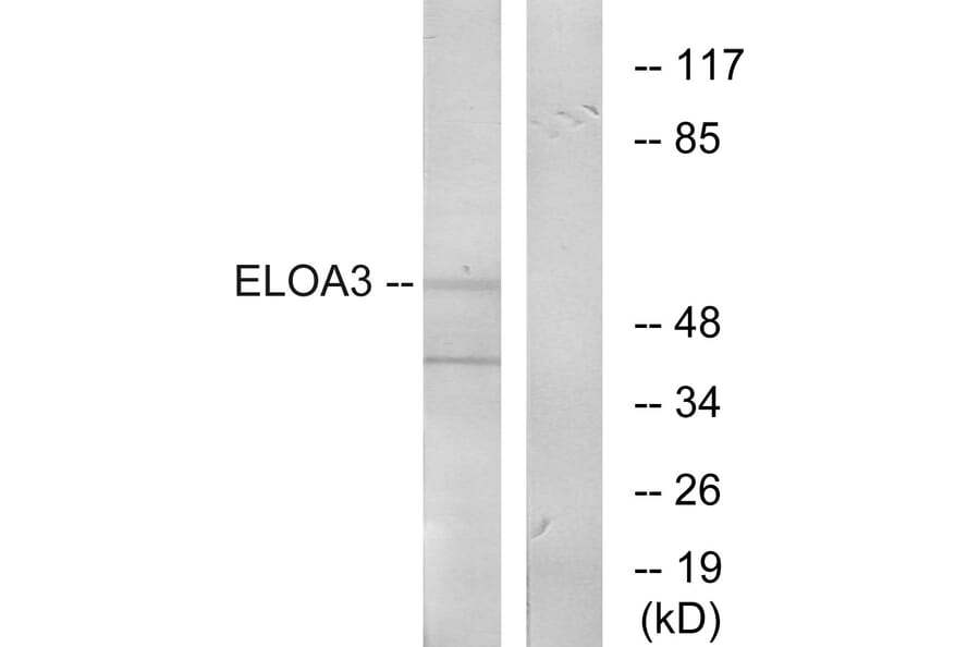Western Blot - Anti-ELOA3 Antibody (C13049) - Antibodies.com