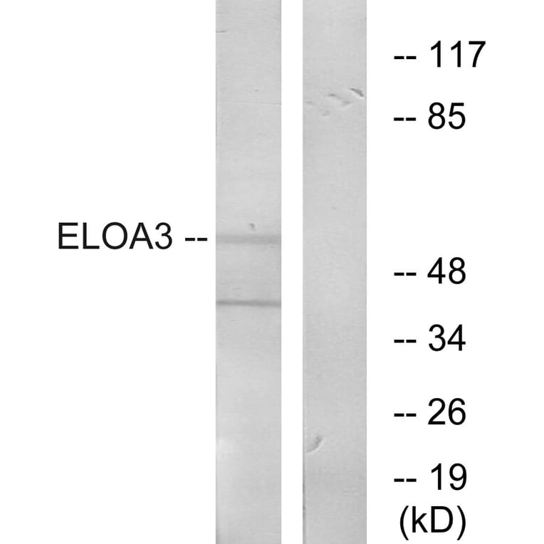 Western Blot - Anti-ELOA3 Antibody (C13049) - Antibodies.com
