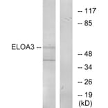 Western Blot - Anti-ELOA3 Antibody (C13049) - Antibodies.com