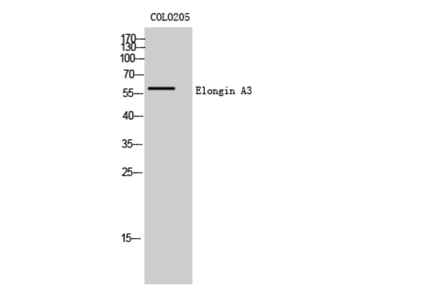 Western Blot - Anti-ELOA3 Antibody (C13049) - Antibodies.com