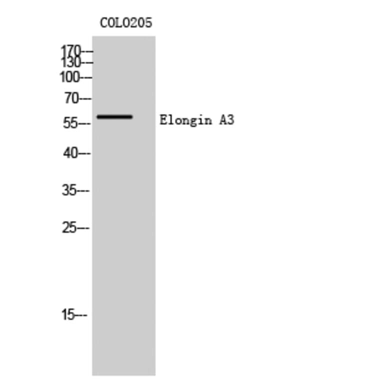 Western Blot - Anti-ELOA3 Antibody (C13049) - Antibodies.com