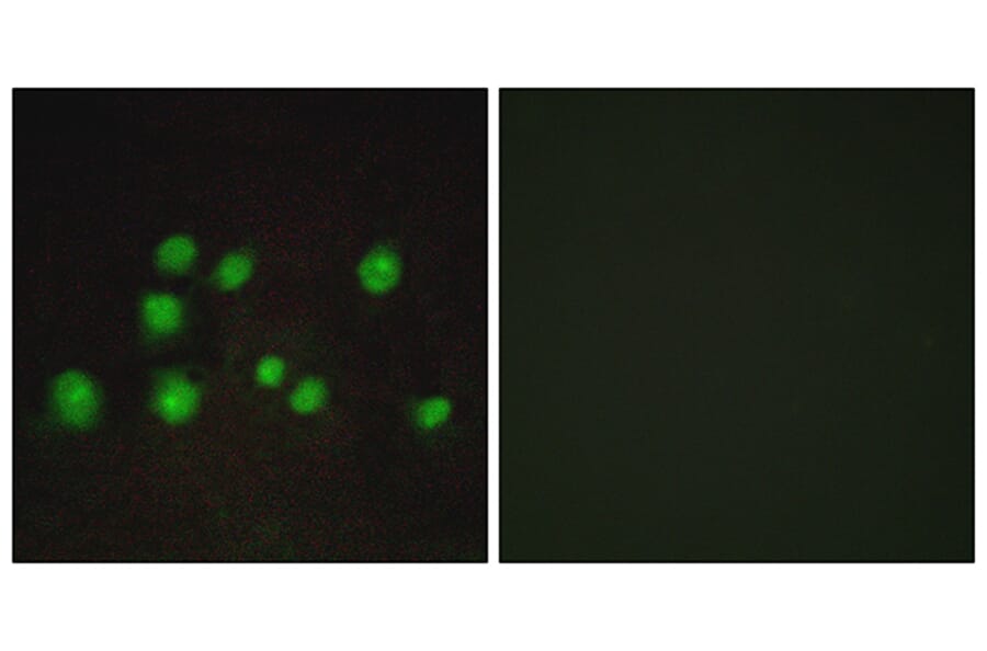 Immunofluorescence - Anti-ELOA2 Antibody (C13048) - Antibodies.com