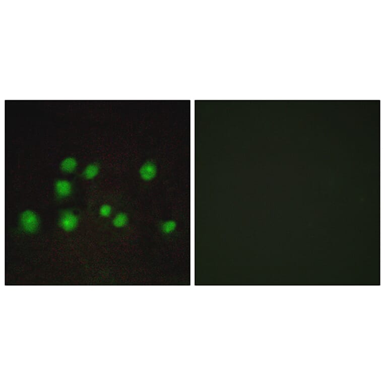 Immunofluorescence - Anti-ELOA2 Antibody (C13048) - Antibodies.com