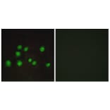 Immunofluorescence - Anti-ELOA2 Antibody (C13048) - Antibodies.com