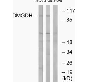 Western Blot - Anti-DMGDH Antibody (C15359) - Antibodies.com