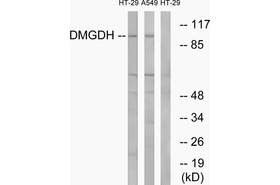 Western Blot - Anti-DMGDH Antibody (C15359) - Antibodies.com