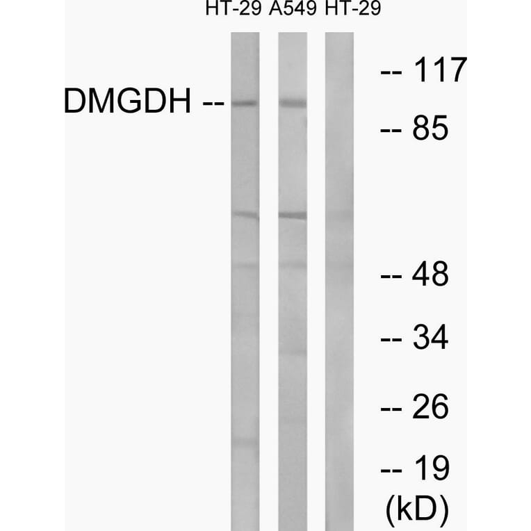 Western Blot - Anti-DMGDH Antibody (C15359) - Antibodies.com