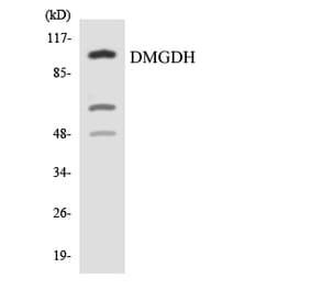 Western Blot - Anti-DMGDH Antibody (R12-2703) - Antibodies.com