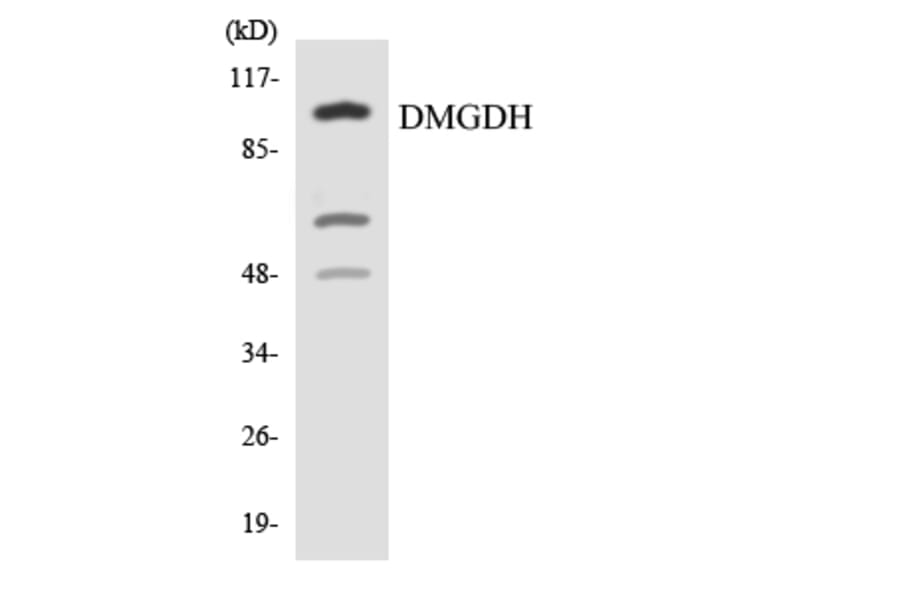 Western Blot - Anti-DMGDH Antibody (R12-2703) - Antibodies.com