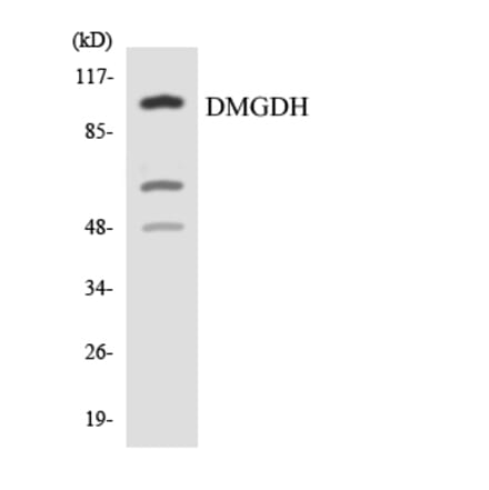 Western Blot - Anti-DMGDH Antibody (R12-2703) - Antibodies.com