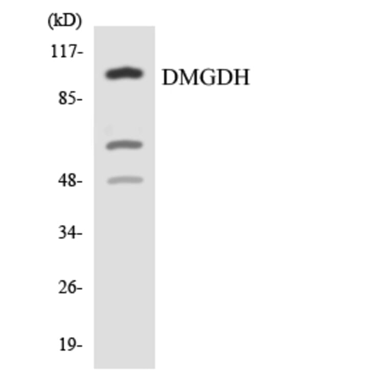 Western Blot - Anti-DMGDH Antibody (R12-2703) - Antibodies.com