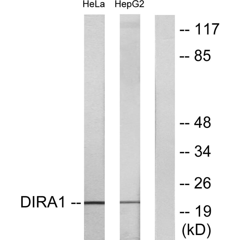 Western Blot - Anti-DIRA1 Antibody (C16016) - Antibodies.com