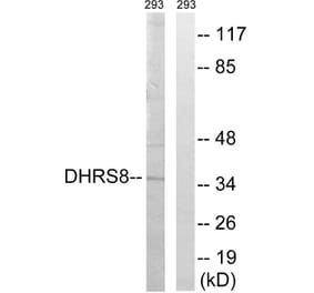 Western Blot - Anti-DHRS8 Antibody (C15325) - Antibodies.com
