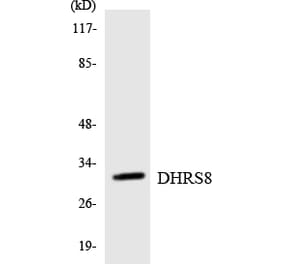 Western Blot - Anti-DHRS8 Antibody (R12-2697) - Antibodies.com