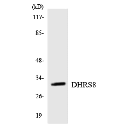 Western Blot - Anti-DHRS8 Antibody (R12-2697) - Antibodies.com