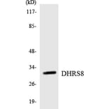 Western Blot - Anti-DHRS8 Antibody (R12-2697) - Antibodies.com