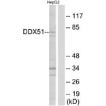 Western Blot - Anti-DDX51 Antibody (C14656) - Antibodies.com