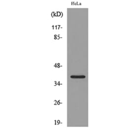 Western Blot - Anti-CXCR6 Antibody (C30466) - Antibodies.com
