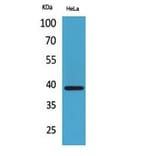 Western Blot - Anti-CXCR6 Antibody (C30466) - Antibodies.com