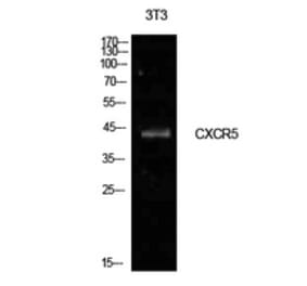 Western Blot - Anti-CXCR5 Antibody (C30442) - Antibodies.com