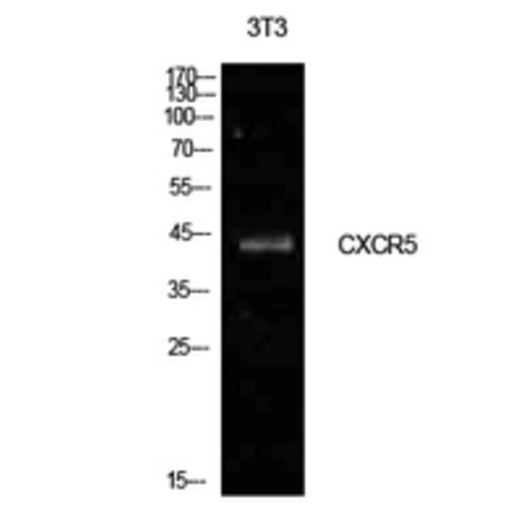 Western Blot - Anti-CXCR5 Antibody (C30442) - Antibodies.com