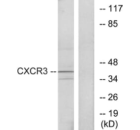 Western Blot - Anti-CXCR3 Antibody (G063) - Antibodies.com