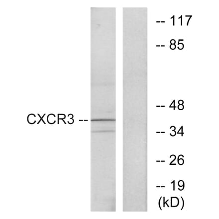 Western Blot - Anti-CXCR3 Antibody (G063) - Antibodies.com